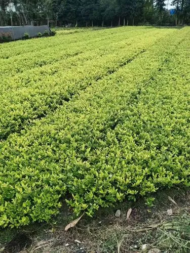 景观绿化工程资料顺序